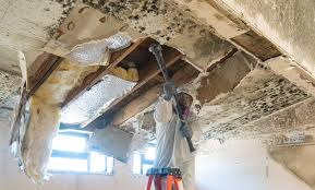 Best Industrial Mold Remediation  in Dryden, MI